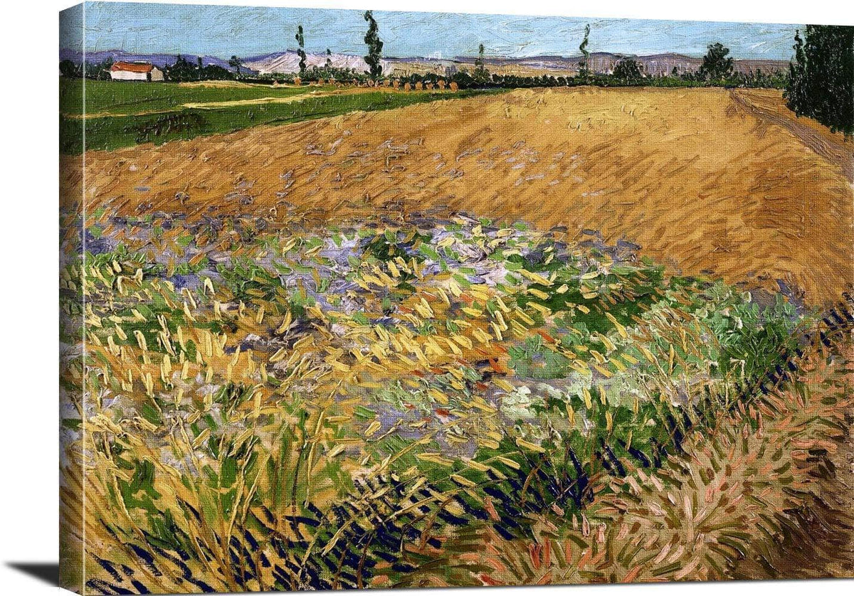 Wheatfield Painting Vincent Van Gogh Canvas Art Fine Art Print