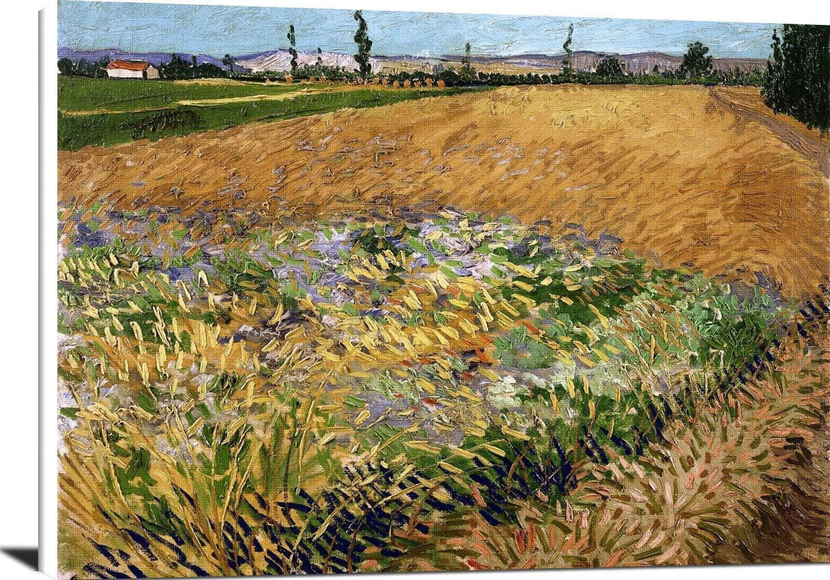 Wheatfield Painting Vincent Van Gogh Canvas Art Fine Art Print