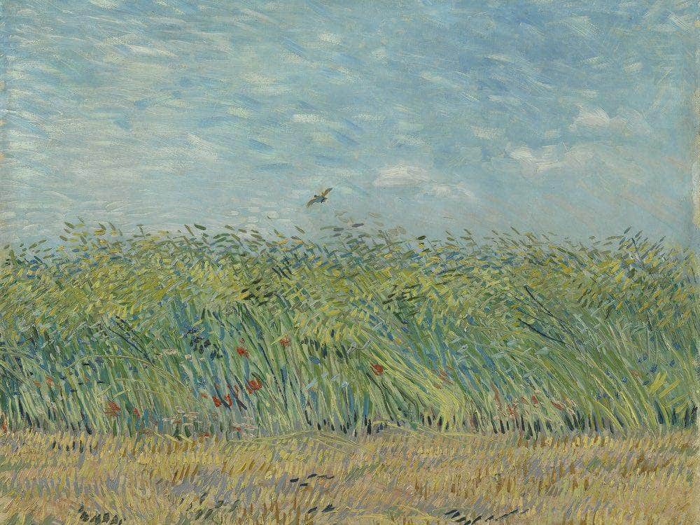 Wheatfield With Partridge By Vincent Van Gogh Fine Art Print
