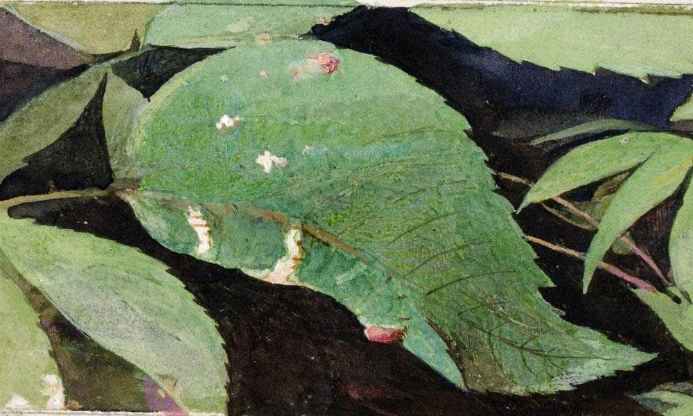 White Birch Leaf Edge Caterpillar, Study For Book Concealing Coloration In The Animal Kingdom 2 By Abbott Handerson Thayer Fine Art Print