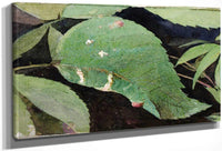 White Birch Leaf Edge Caterpillar, Study For Book Concealing Coloration In The Animal Kingdom 2 By Abbott Handerson Thayer Fine Art Print