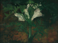 White Flower By Nicolai Astrup Fine Art Print