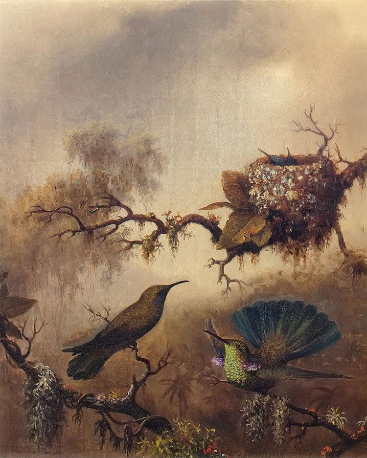 White Vented Violet Ear By Martin Johnson Heade Fine Art Print