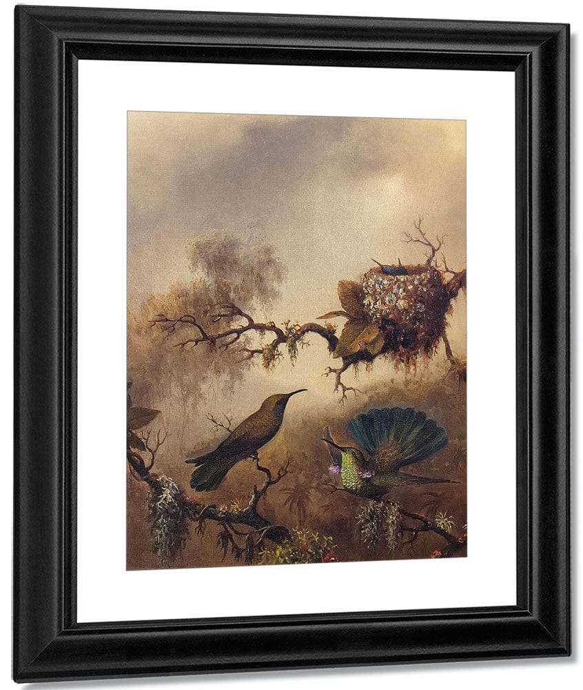 White Vented Violet Ear By Martin Johnson Heade Fine Art Print