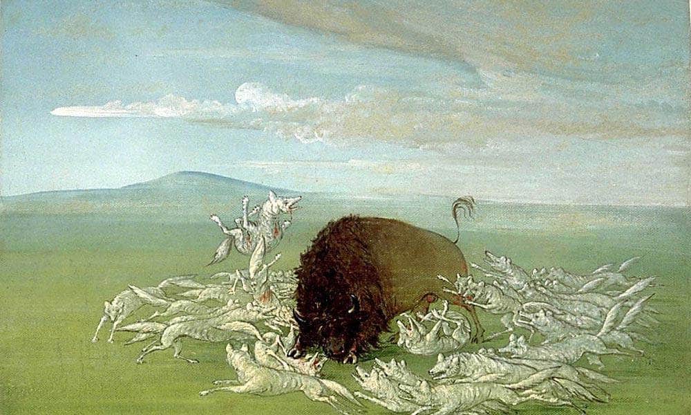 White Wolves Attacking A Buffalo Bull By George Catlin Fine Art Print