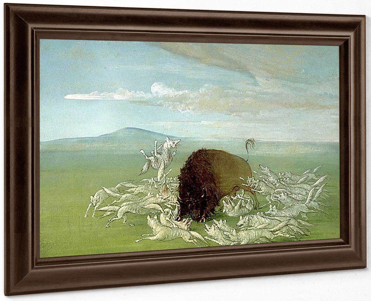 White Wolves Attacking A Buffalo Bull By George Catlin Fine Art Print