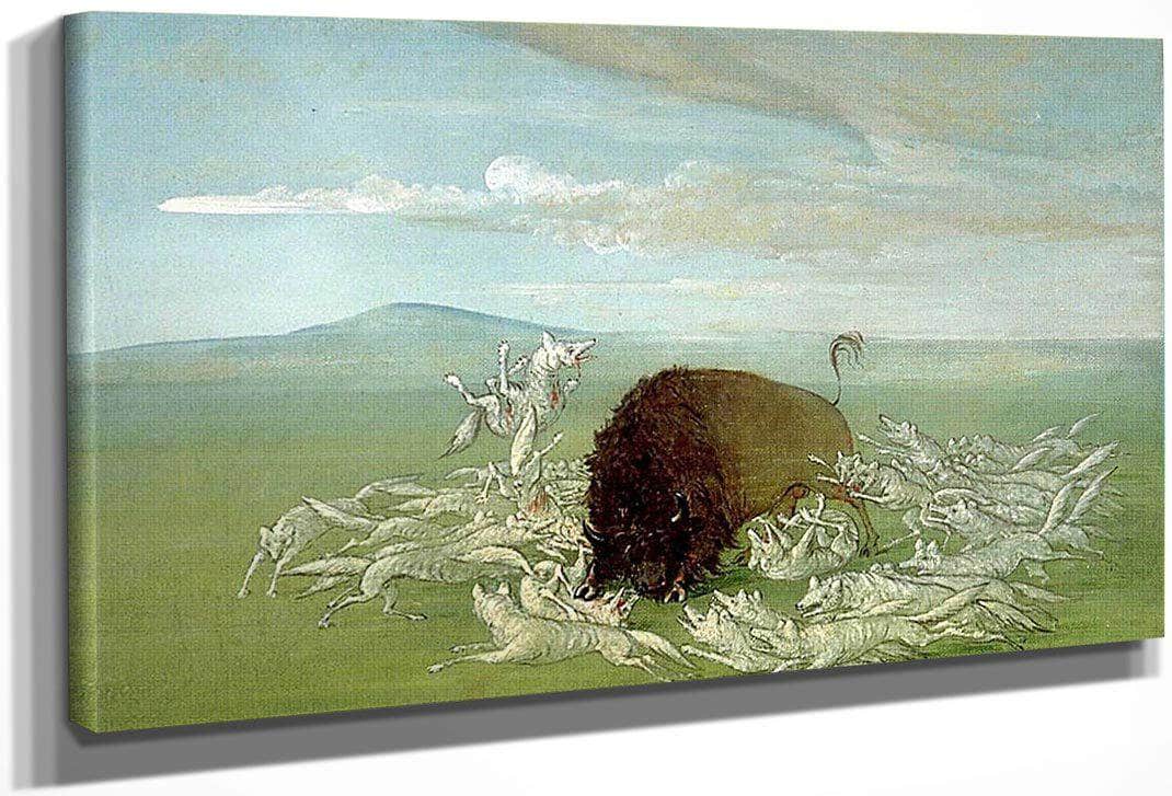 White Wolves Attacking A Buffalo Bull By George Catlin Fine Art Print