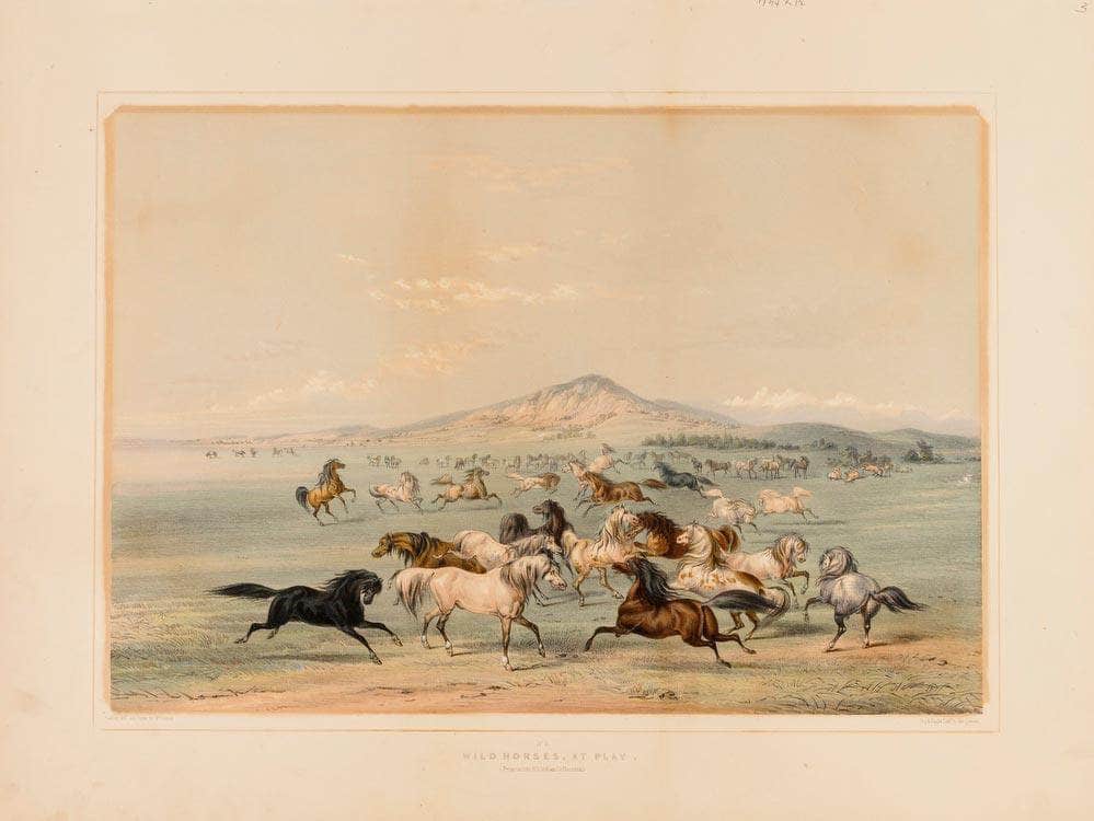 Wild Horses At Play  No. 3 By George Catlin Fine Art Print