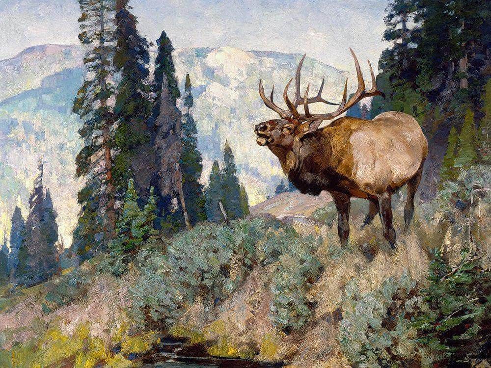 Wind River Bugler By Carl Rungius Fine Art Print