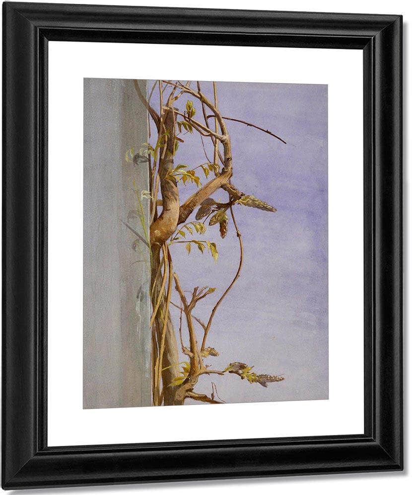 Wisteria On A Wall By Fidelia Bridges Fine Art Print
