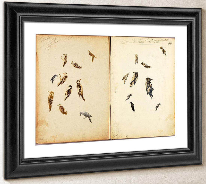 Woodpecker, Study Folder For Book Concealing Coloration In The Animal Kingdom By Abbott Handerson Thayer Fine Art Print