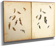 Woodpecker, Study Folder For Book Concealing Coloration In The Animal Kingdom By Abbott Handerson Thayer Fine Art Print