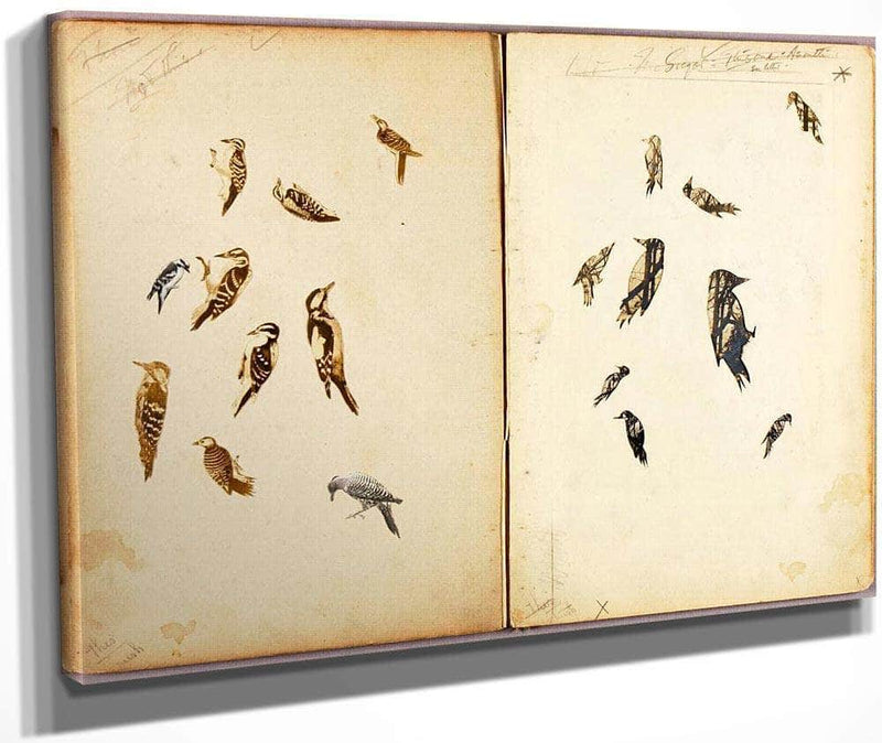 Woodpecker, Study Folder For Book Concealing Coloration In The Animal Kingdom By Abbott Handerson Thayer Fine Art Print