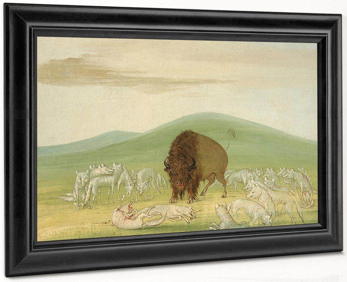 Wounded Buffalo Bull Surrounded By White Wolves By George Catlin Fine Art Print