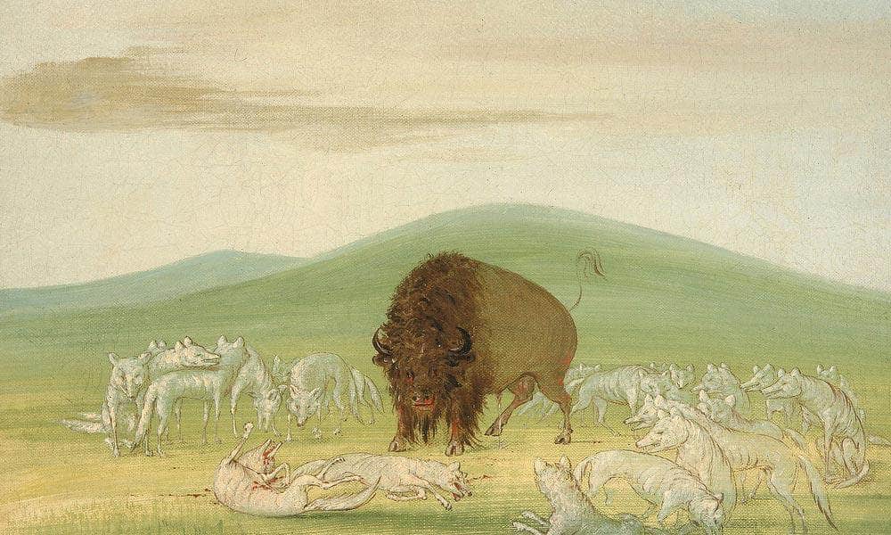 Wounded Buffalo Bull Surrounded By White Wolves By George Catlin Fine Art Print