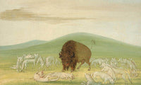 Wounded Buffalo Bull Surrounded By White Wolves By George Catlin Fine Art Print