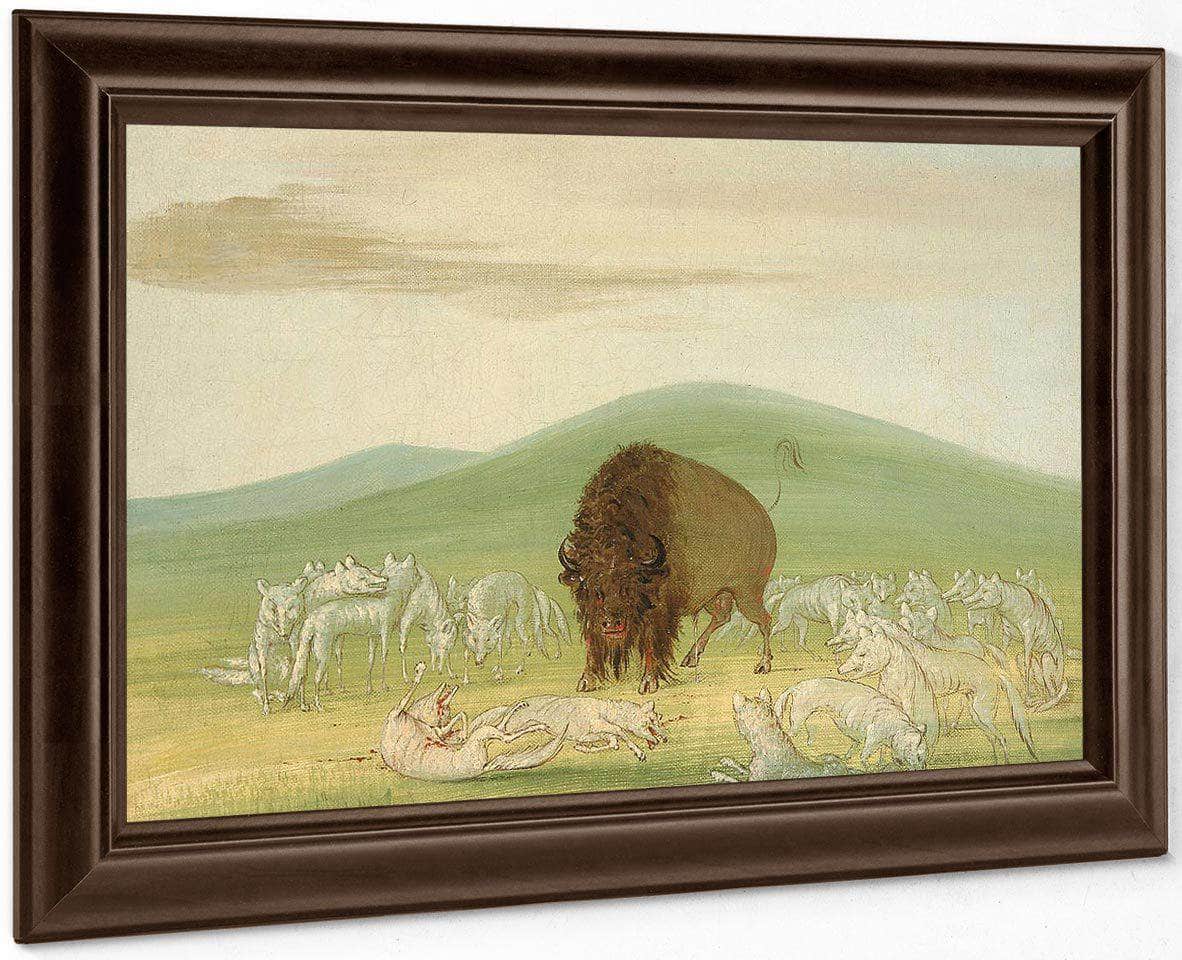 Wounded Buffalo Bull Surrounded By White Wolves By George Catlin Fine Art Print