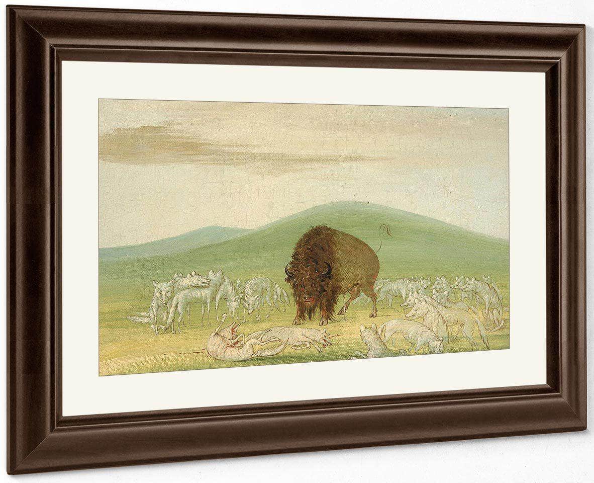 Wounded Buffalo Bull Surrounded By White Wolves By George Catlin Fine Art Print