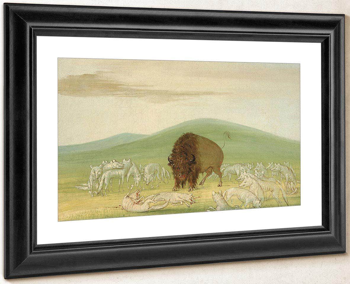 Wounded Buffalo Bull Surrounded By White Wolves By George Catlin Fine Art Print