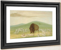 Wounded Buffalo Bull Surrounded By White Wolves By George Catlin Fine Art Print