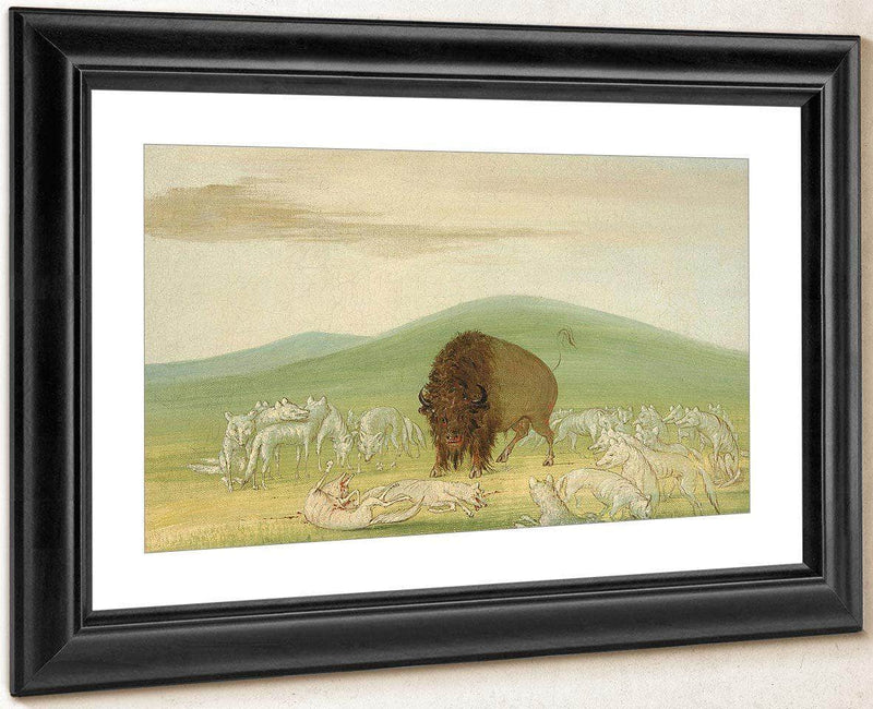 Wounded Buffalo Bull Surrounded By White Wolves By George Catlin Fine Art Print