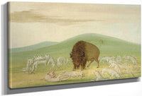 Wounded Buffalo Bull Surrounded By White Wolves By George Catlin Fine Art Print