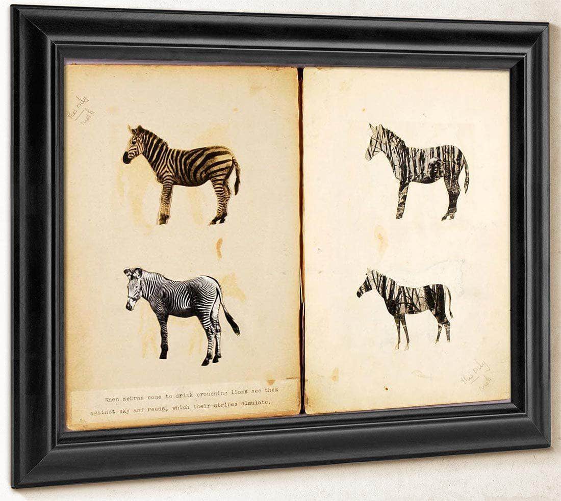 Zebras, Study Folder For Book Concealing Coloration In The Animal Kingdom By Abbott Handerson Thayer Fine Art Print