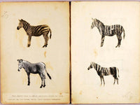 Zebras, Study Folder For Book Concealing Coloration In The Animal Kingdom By Abbott Handerson Thayer Fine Art Print
