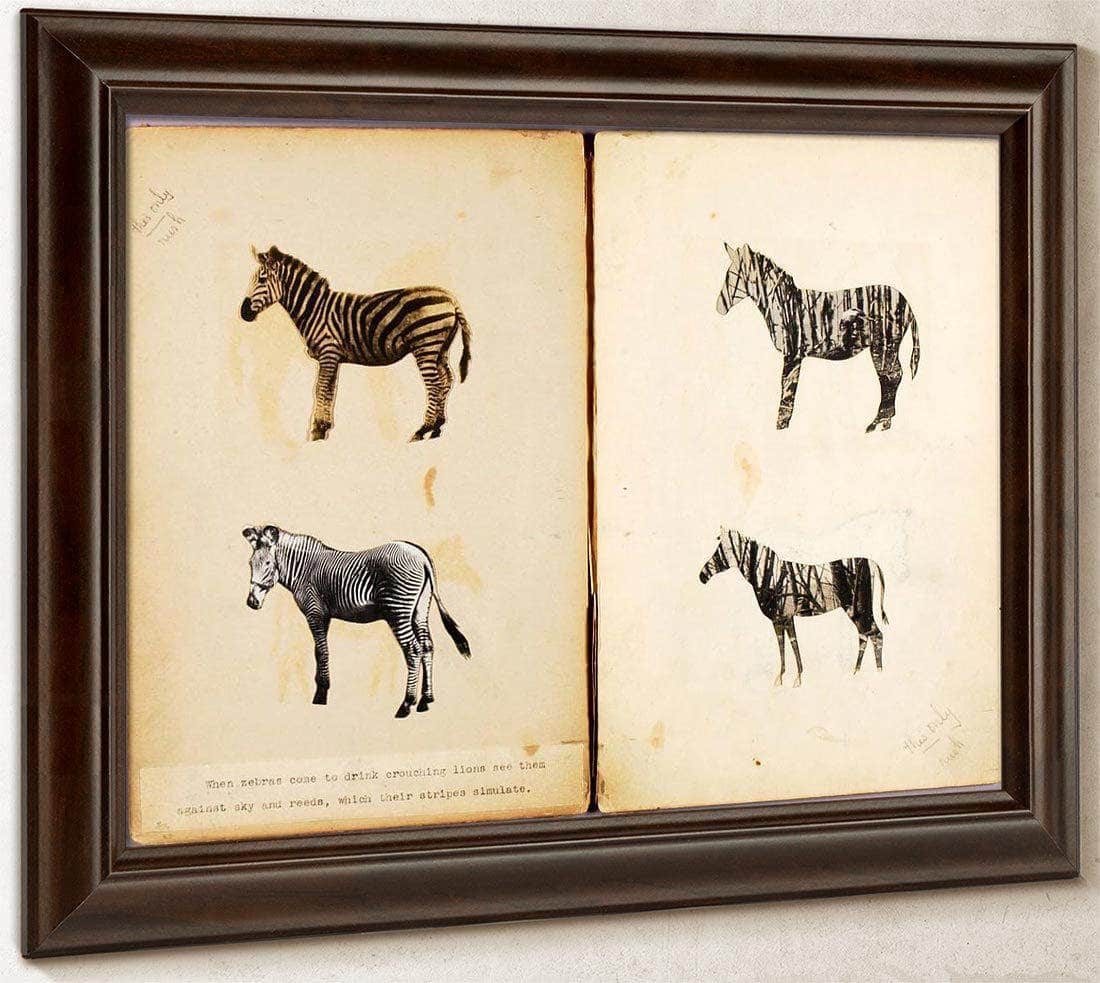 Zebras, Study Folder For Book Concealing Coloration In The Animal Kingdom By Abbott Handerson Thayer Fine Art Print