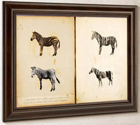 Zebras, Study Folder For Book Concealing Coloration In The Animal Kingdom By Abbott Handerson Thayer Fine Art Print