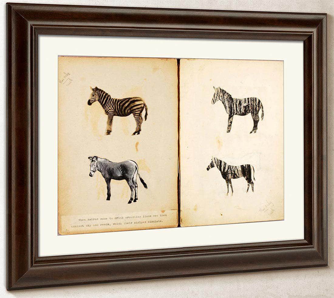 Zebras, Study Folder For Book Concealing Coloration In The Animal Kingdom By Abbott Handerson Thayer Fine Art Print