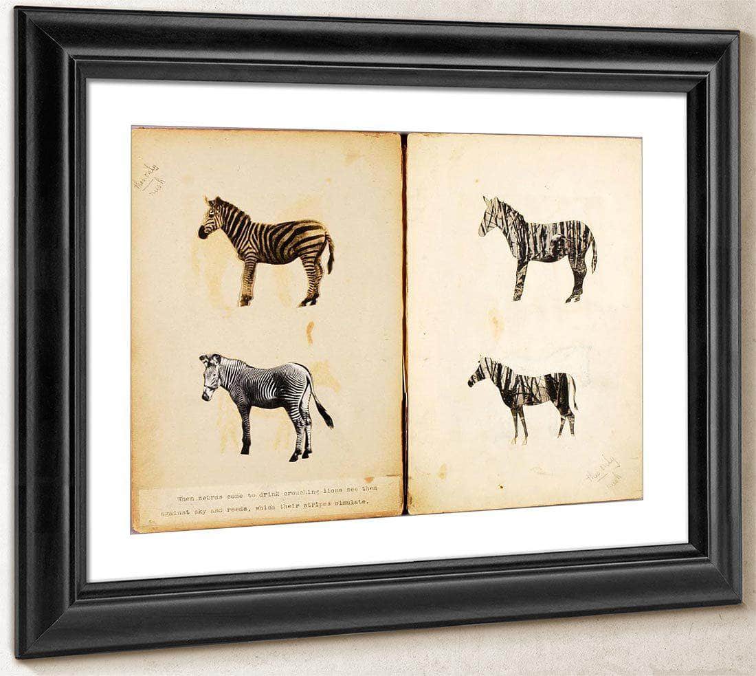 Zebras, Study Folder For Book Concealing Coloration In The Animal Kingdom By Abbott Handerson Thayer Fine Art Print