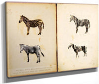 Zebras, Study Folder For Book Concealing Coloration In The Animal Kingdom By Abbott Handerson Thayer Fine Art Print