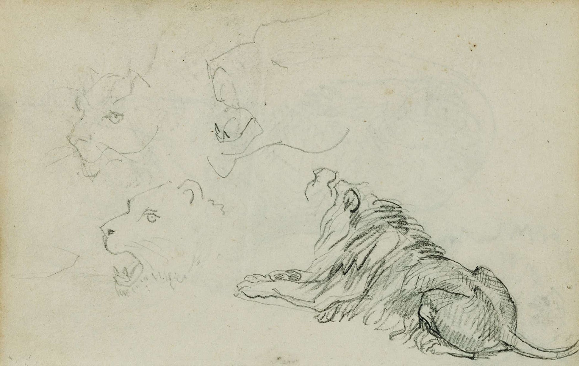 Four Lion Studies  by Theodore Gericault