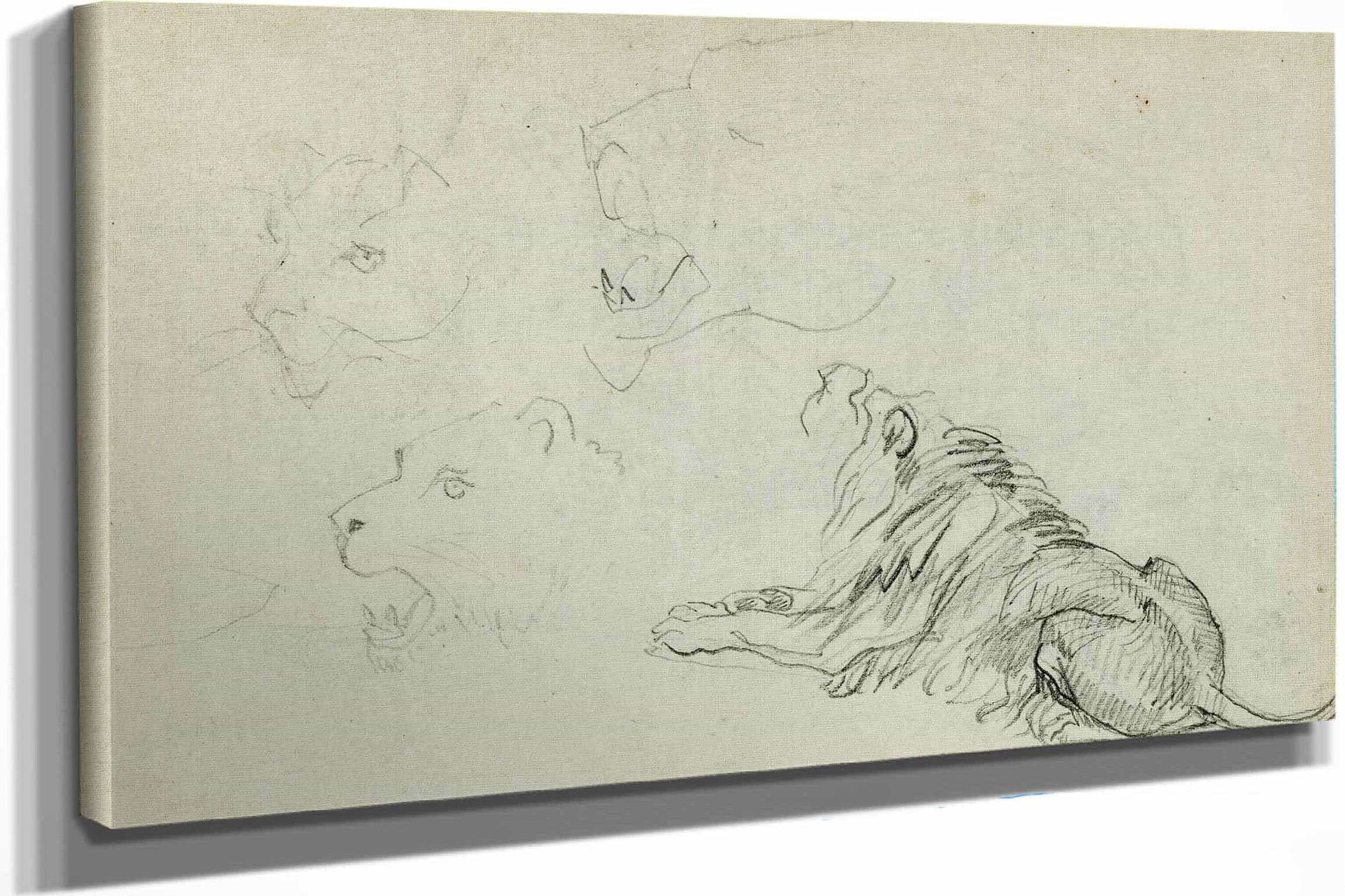 Four Lion Studies  by Theodore Gericault