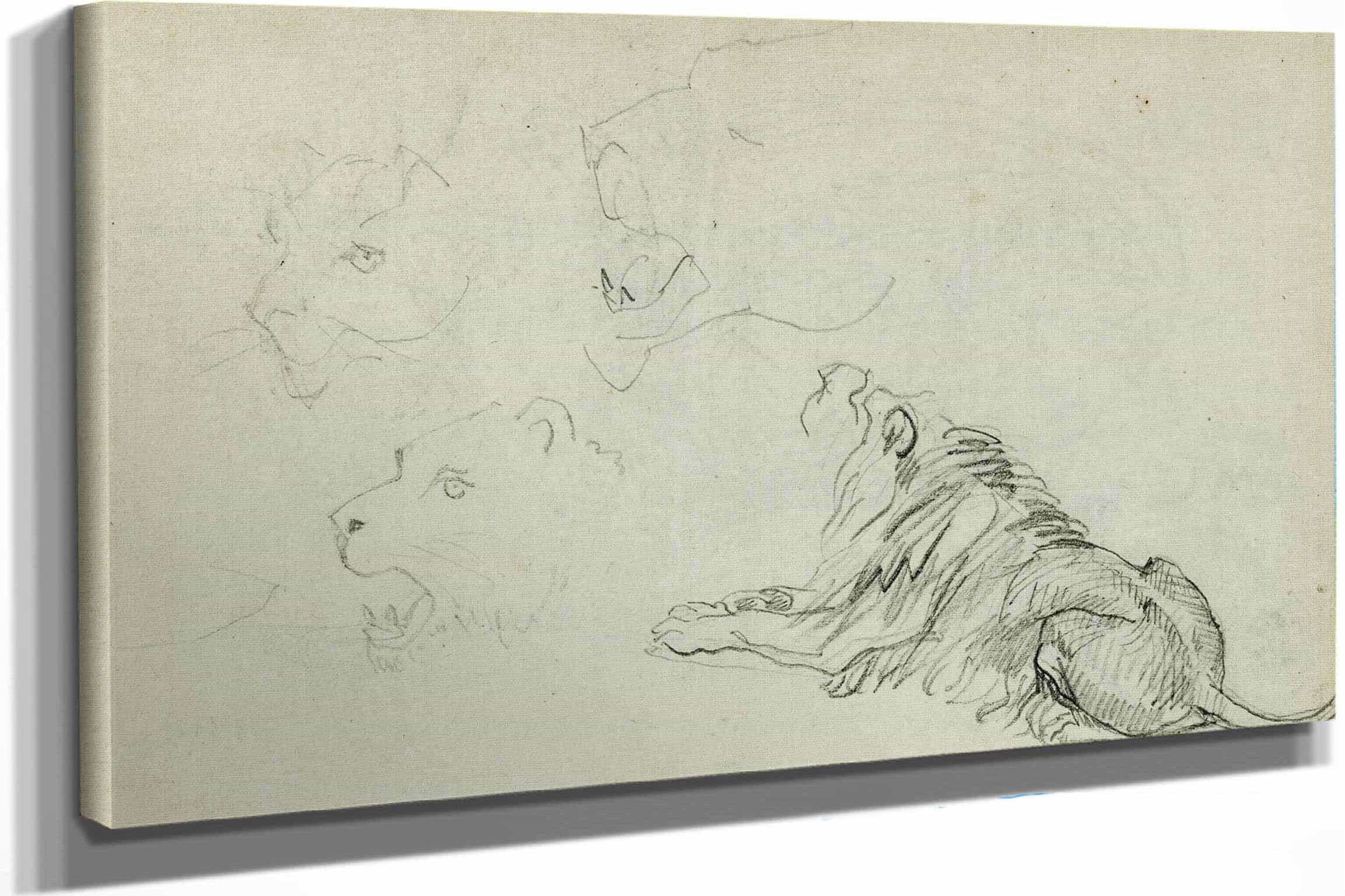 Four Lion Studies  by Theodore Gericault