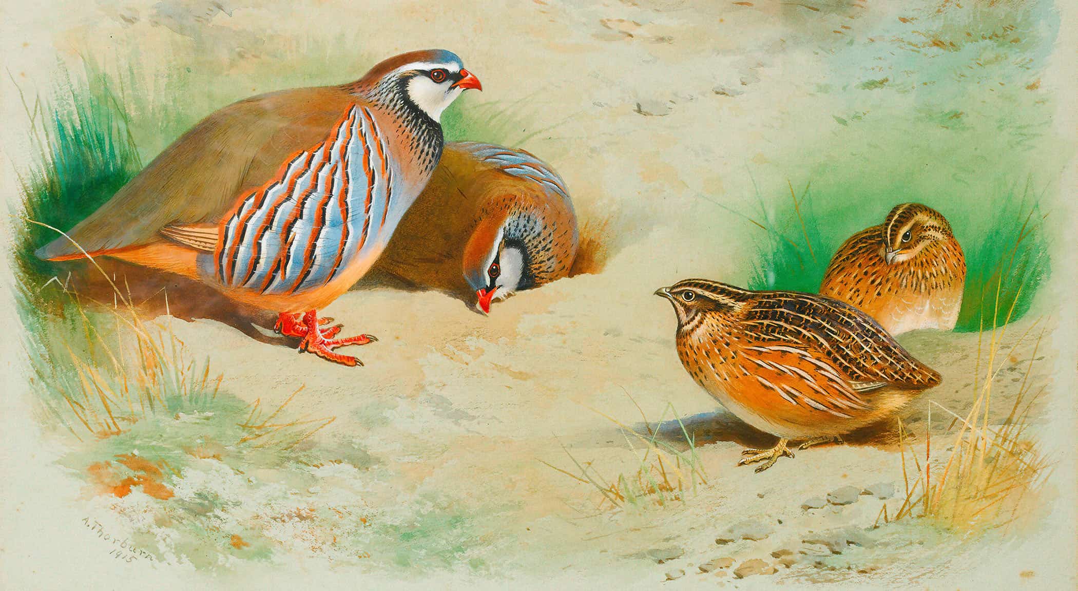 French Partridge And Chicks by Archibald Thorburn