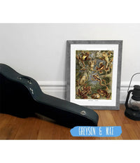 Frog (Batrachia). - Frösche