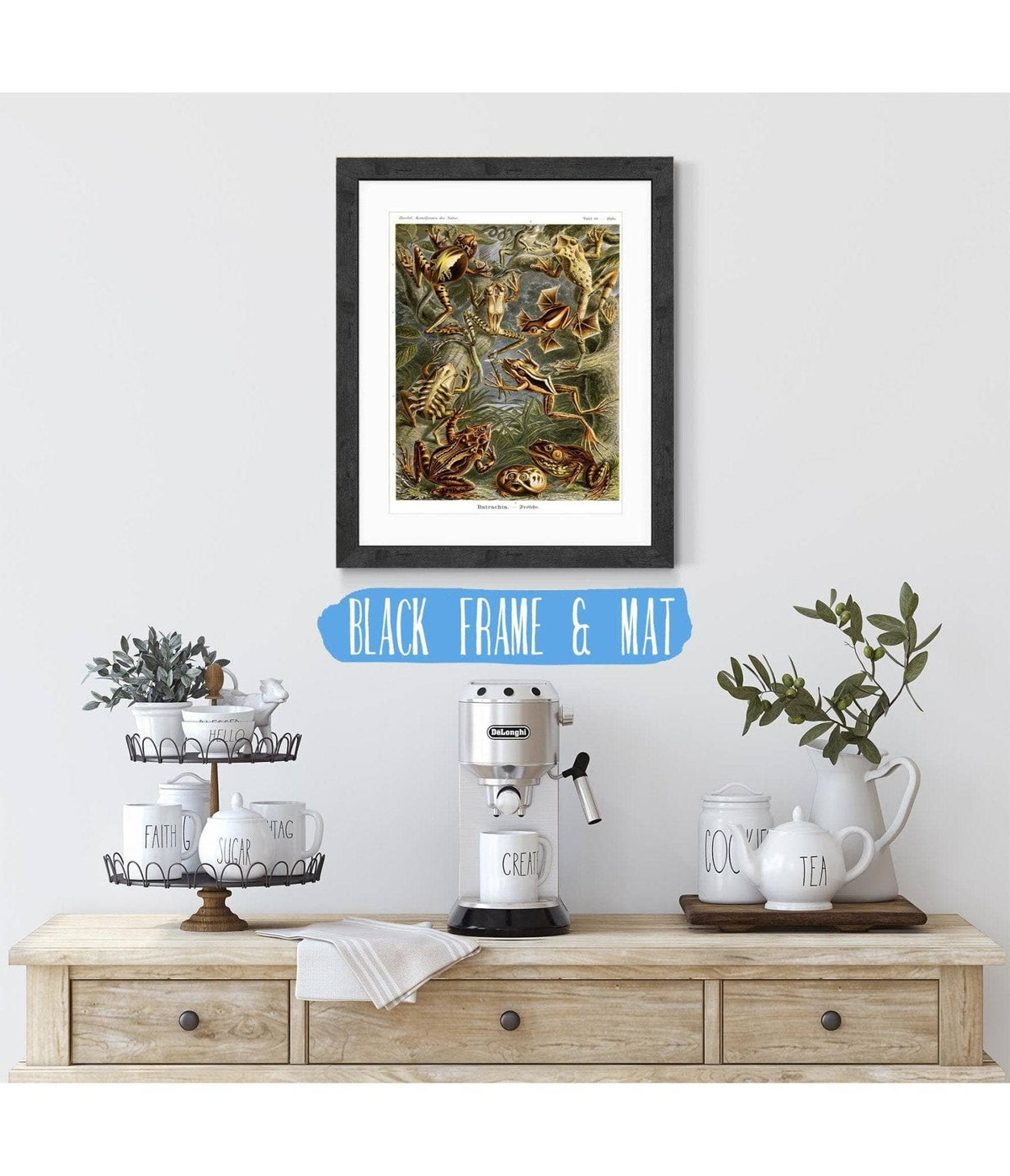 Frog (Batrachia). - Frösche