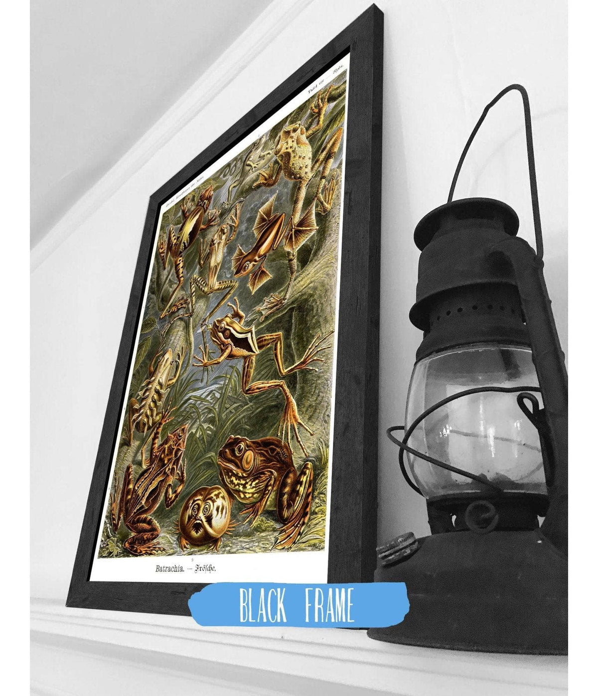 Frog (Batrachia). - Frösche