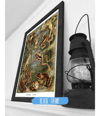 Frog (Batrachia). - Frösche