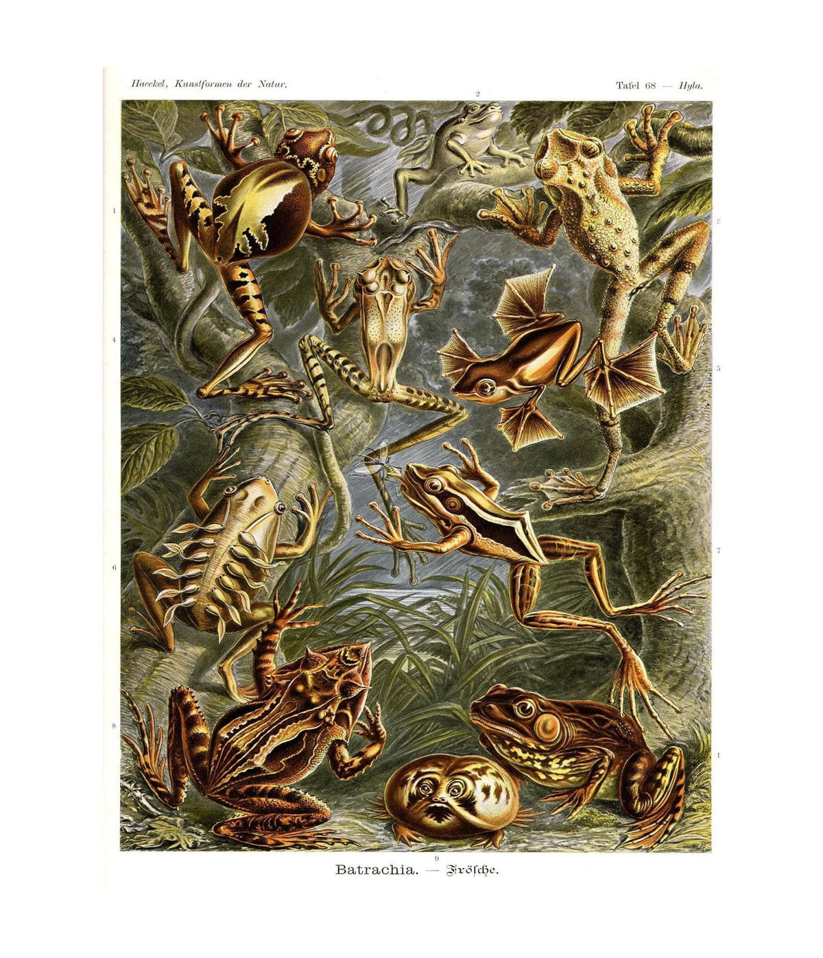 Frog (Batrachia). - Frösche