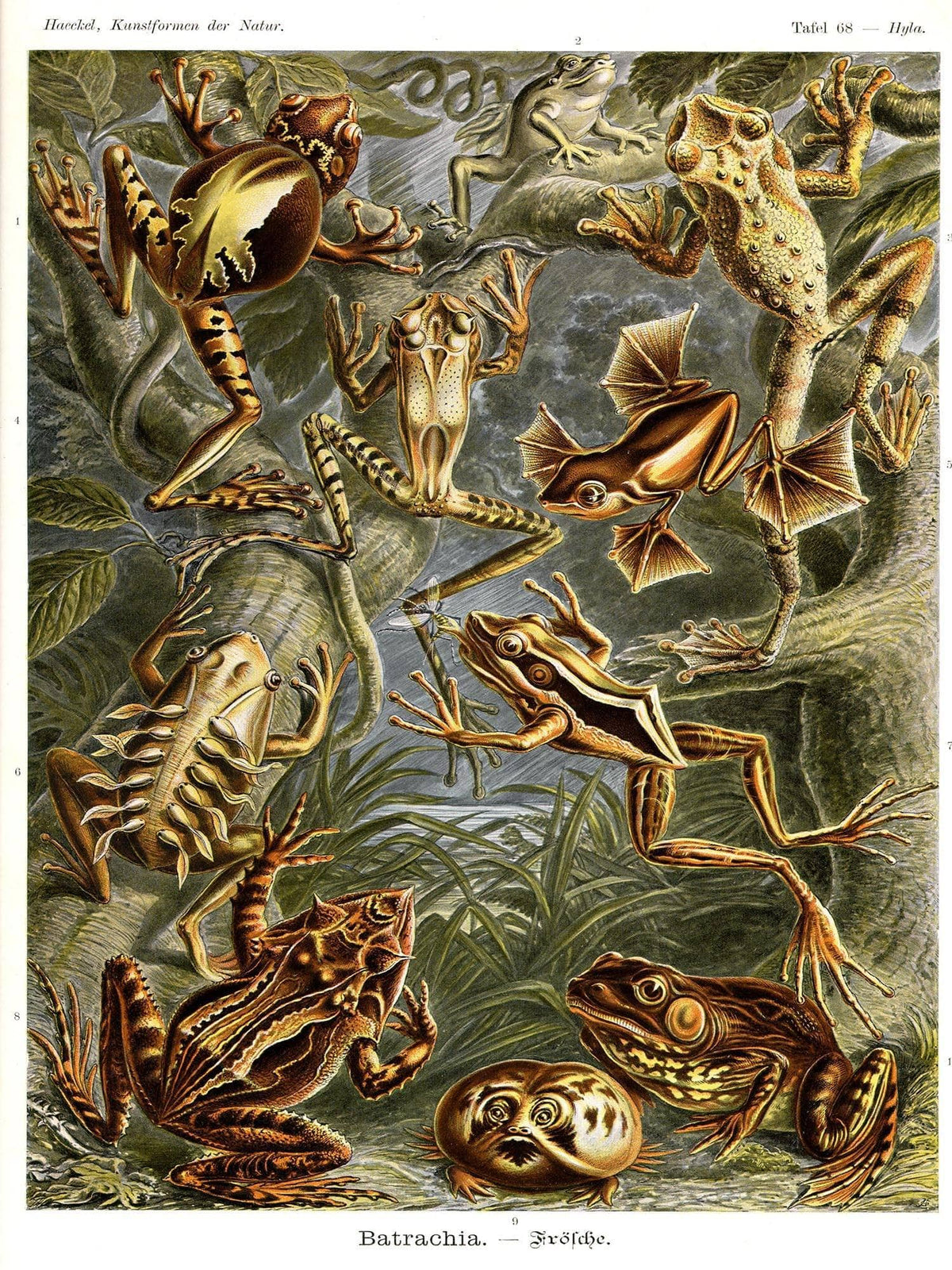 Frog (Batrachia). - Frösche