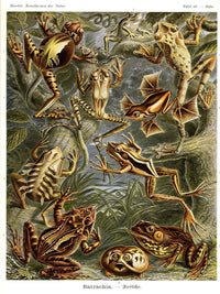 Frog (Batrachia). - Frösche