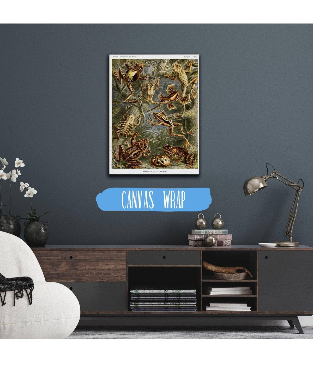 Frog (Batrachia). - Frösche