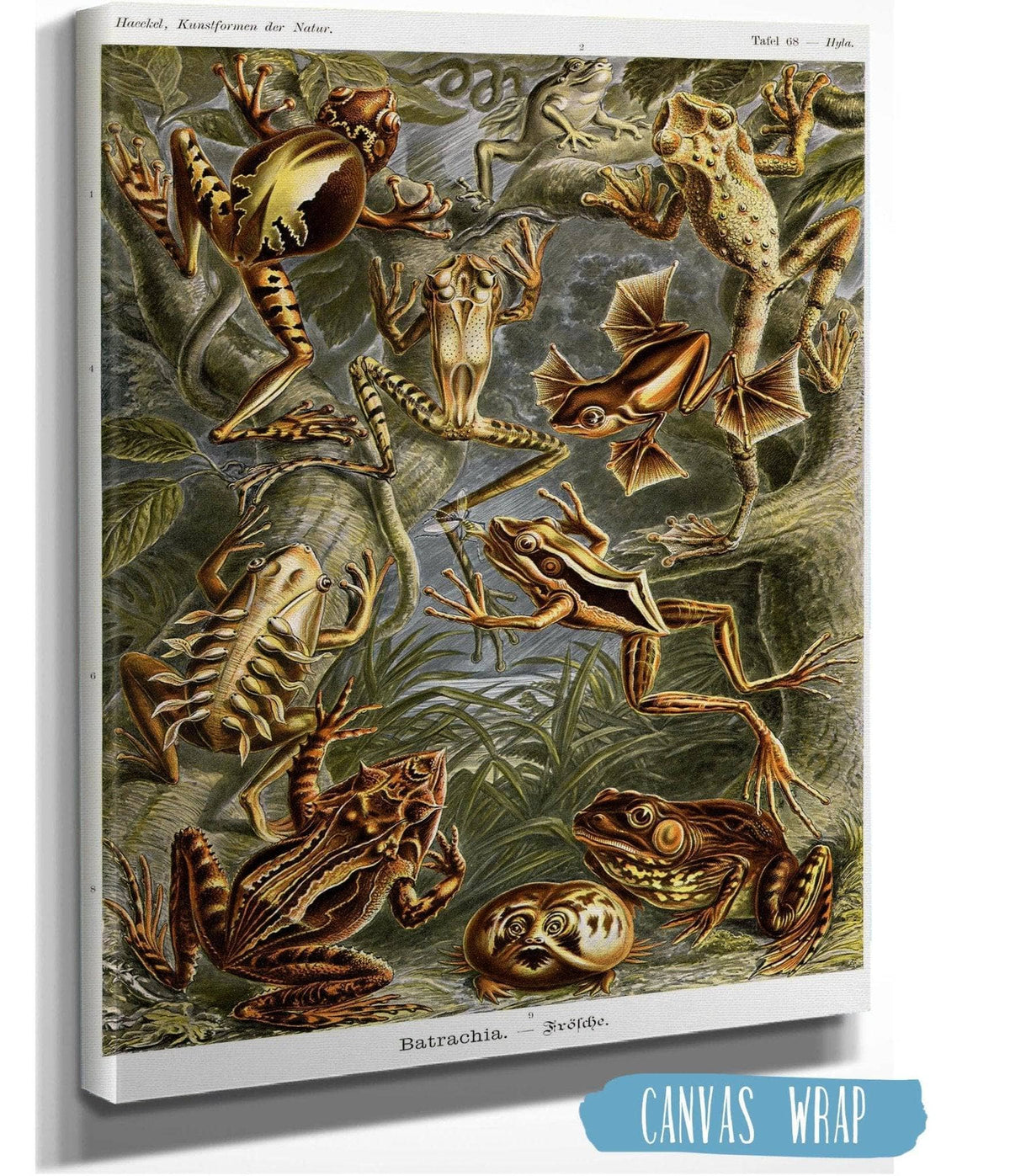 Frog (Batrachia). - Frösche