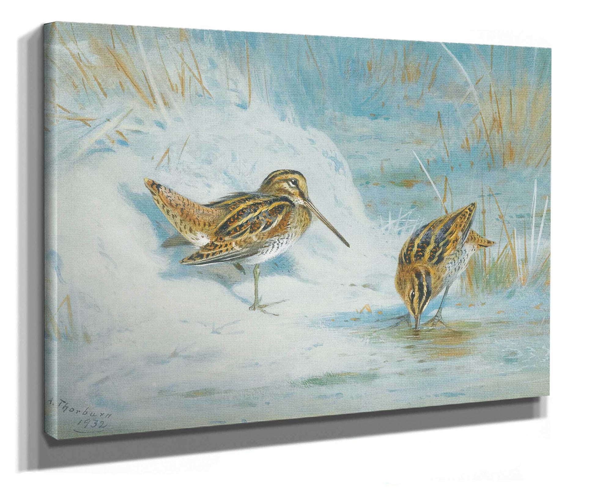 Frozen Out Snipe by Archibald Thorburn
