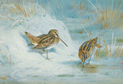 Frozen Out Snipe by Archibald Thorburn