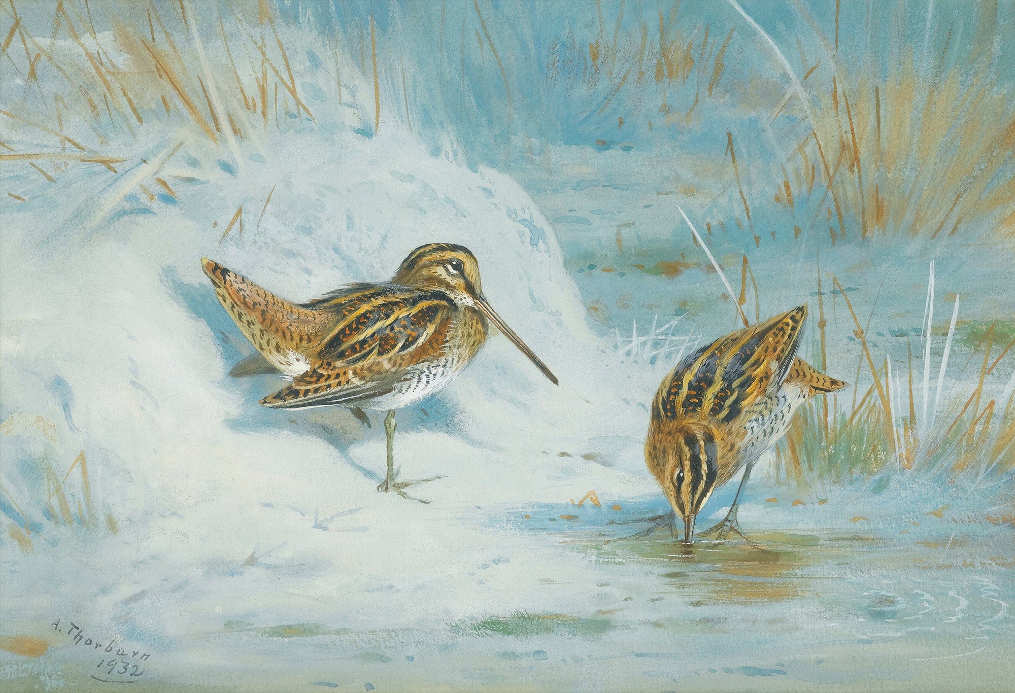 Frozen Out Snipe by Archibald Thorburn