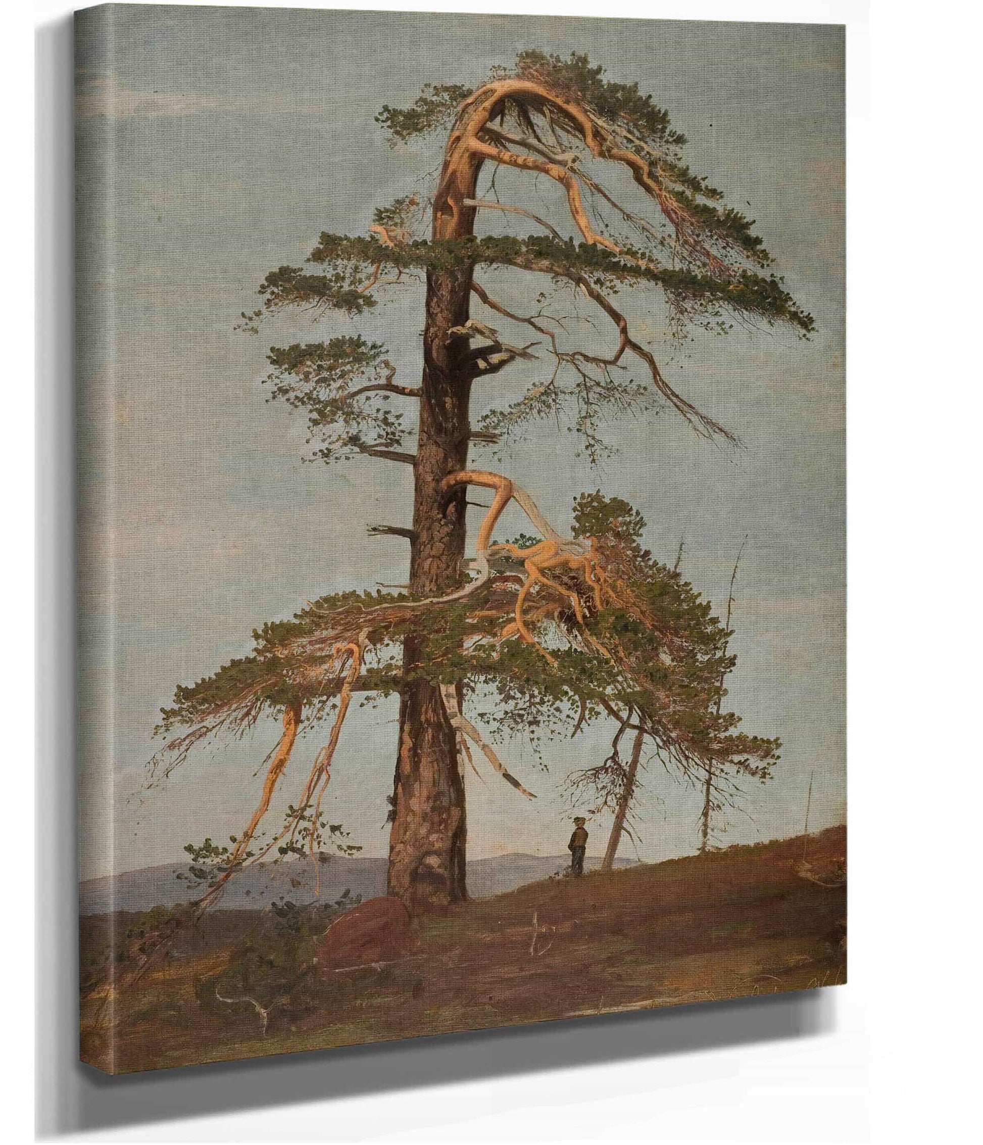 Furu Vingerasheia Telemark by Amaldus Nielsen